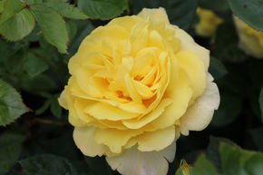 Rosier 'Chinatown�'