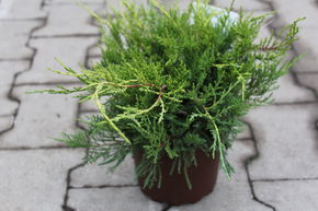 Gen�vrier 'Old Gold'