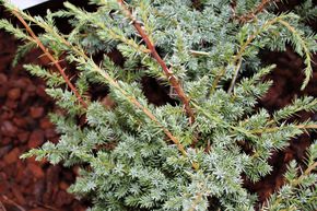 Gen�vrier de Chine 'Blue Alps'