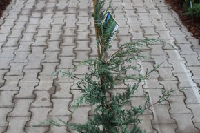 Gen�vrier de Virginie 'Glauca'