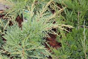 Gen�vrier 'Gold Star'