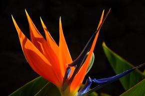 Le strelitzia - l'exotisme dans sa plus belle forme