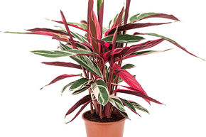 Calath�a plume de paon 'Triostar'