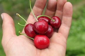 Cerisier doux 'Kordia'
