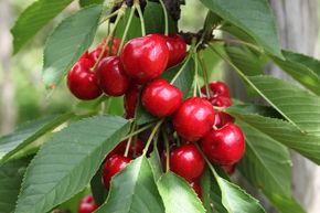 Cerisier doux 'Lapins'