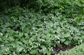 Consoude � grandes fleurs