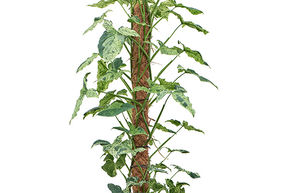 Syngonium mottled 'Mojito'