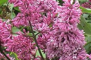 Lilas du Canada 'Redwine'