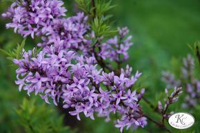 Syringa, lilas afghan
