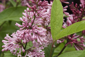 Lilas de Preston 'James Macfarlane'