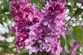 Lilas commun 'Belle de Nancy'