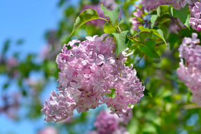 Lilas commun 'Mar�chal Foch'
