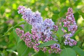 Syringa, lilas noble 'Pr�sident Grevy'