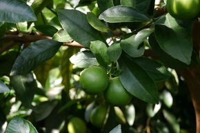 Grand Citron vert 'Tahiti'