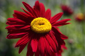 Pyr�thre 'Robinsons Rot'