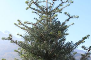 Sapin de Cor�e