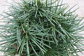 Sapin parasol japonais