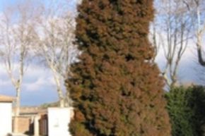C�dre du Japon 'Elegans' (70 cm)