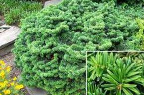 Sapin baumier nain 'Nana'