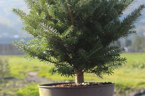 Sapin de Cor�e nain