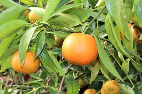 Cl�mentine 'Tardivo'