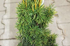 If colonnaire dor� 'Fastigiata Aureomarginata'