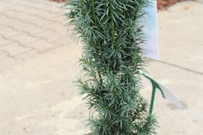 If colonnaire 'Fastigiata Sibirica'