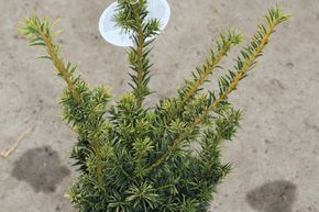 If �rig� jaune 'Golden Crown'