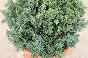 If sph�rique 'Hessei'