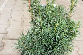 If hybride 'Hicksii'