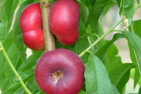 Nectarine � grappes - Flaterine jaune