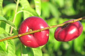 Nectarine � grappes - Flaterine blanche