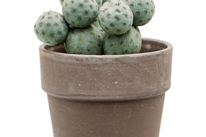 T�phrocactus g�om�trique, Opuntia g�om�trique