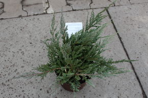 Gen�vrier rampant 'Glauca'