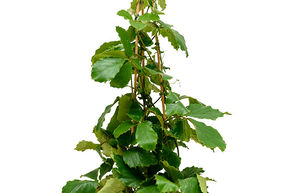 Vigne marronnier