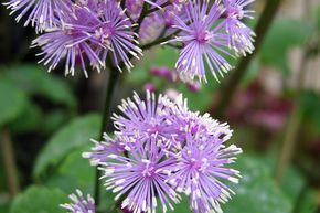 Chrysanth�me des pr�s 'Perfume Star�' - Pigamon rose