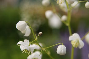 Pigamon de Delavay 'Splendid White'