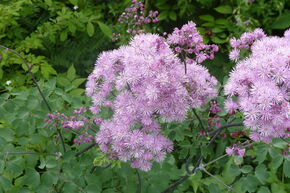 Pigamon � feuilles d'ancolie, �galement appel�e Colombine panach�e ou Colombine plumeuse