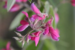 Lespedeza de Thunberg