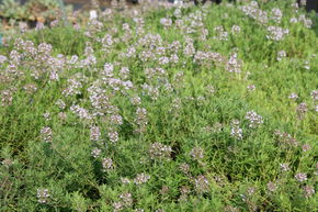 Thym 'Akazie'