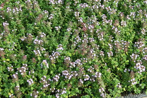 Thym chevelu 'Doone Valley'