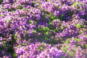 Thym tapissant 'Bressingham Seedling'