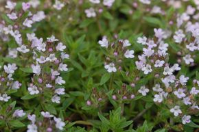 Thym corse citronn�