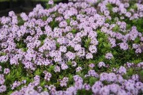 Thym � tiges longues 'Odoratus'