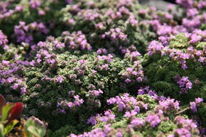 Thym pr�coceThym pr�coce 'Minor'