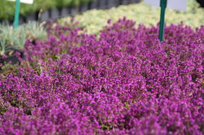 Thym pr�coce 'Purpurteppich'