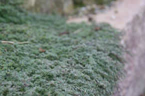Thym laineux en godet