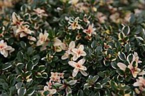 Thymus 'Foxley'