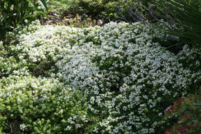 Thym serpolet 'Albus'