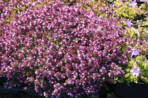Thym serpolet 'Coccineus'